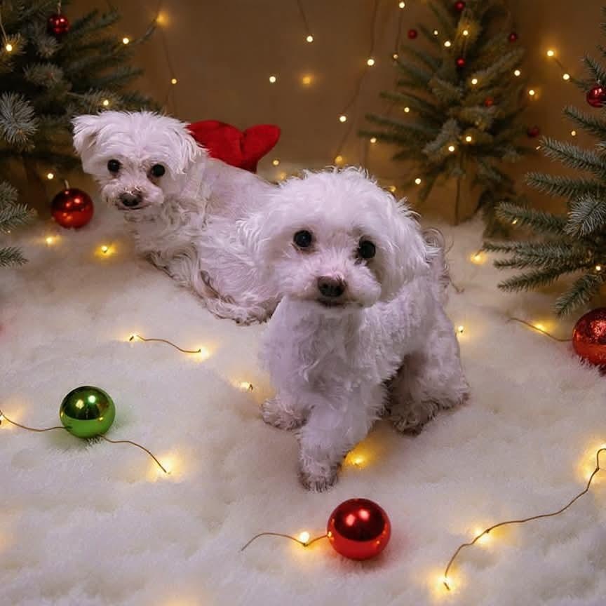 Soraya (must be adopted with MaiTai, a Adoptable mixed breed in Centerville, PA image 5/5