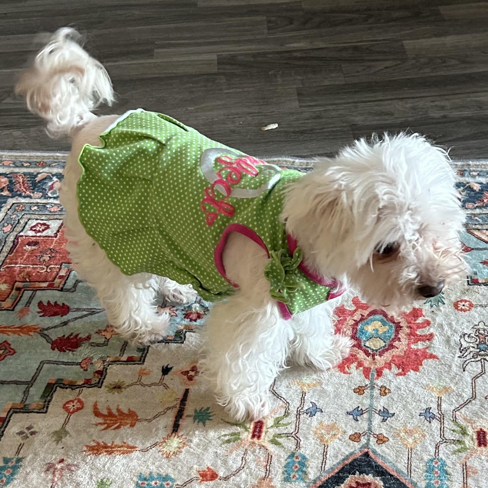 Soraya (must be adopted with MaiTai, a Adoptable mixed breed in Centerville, PA image 2/5