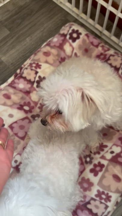 Enlarge Soraya (must be adopted with MaiTai, a Adoptable mixed breed in Centerville, PA video 3/6