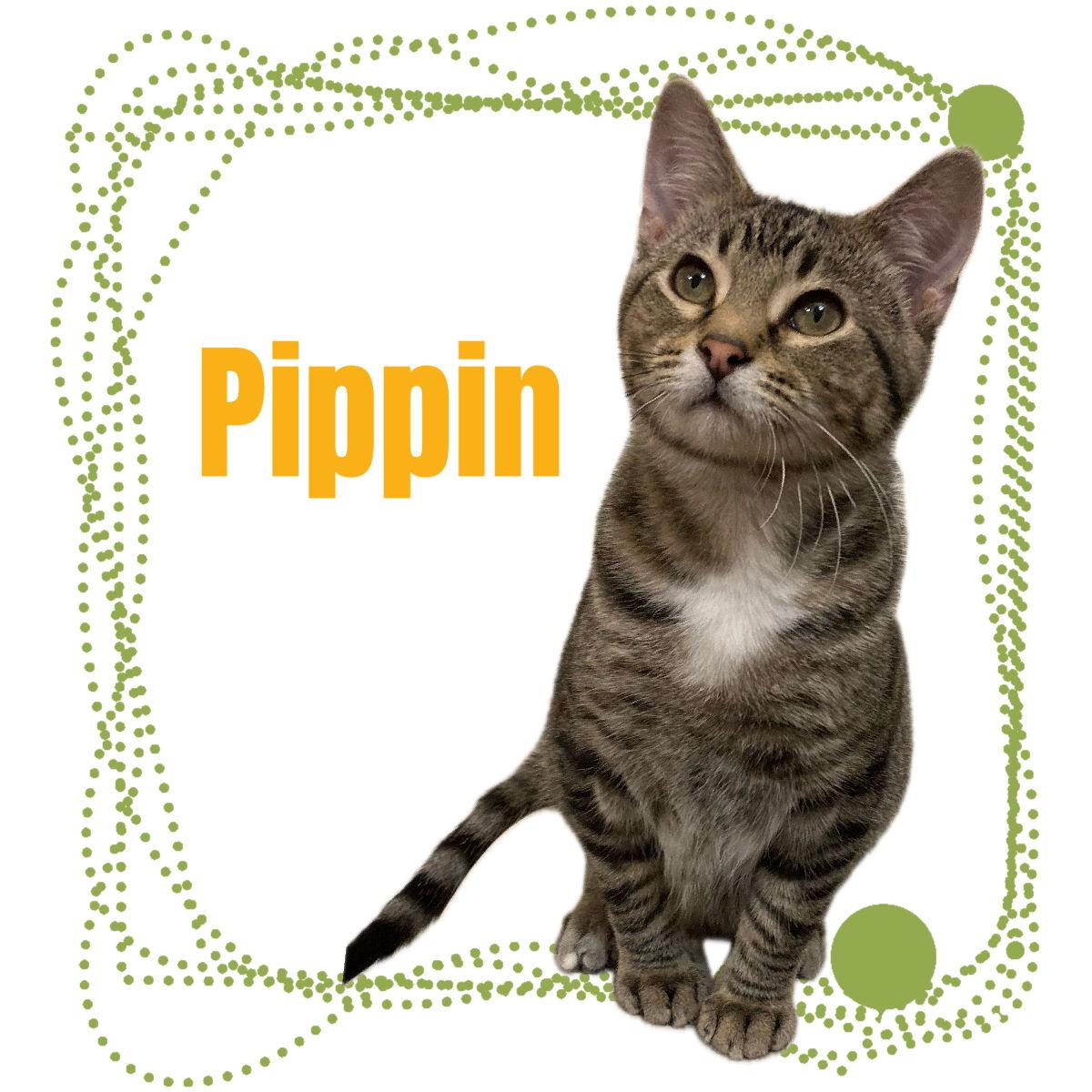 Enlarge Pippin *Fully Sponsored Adoption Fee*, a Adoptable mixed breed in Mankato, MN image 3/3
