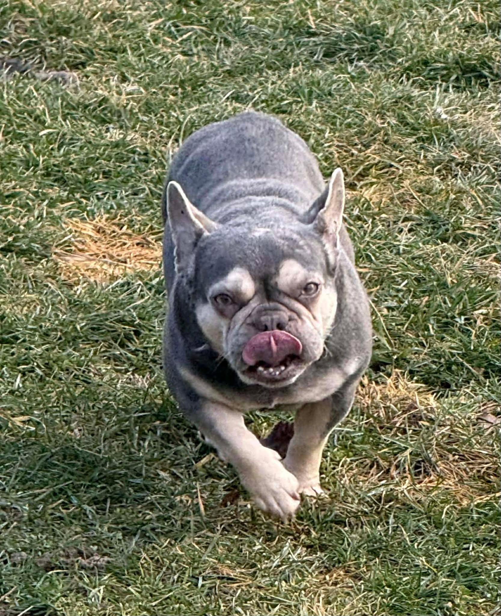 Enlarge Missy, a ADOPTABLE French Bulldog in St. Clairsville, OH image 4/4