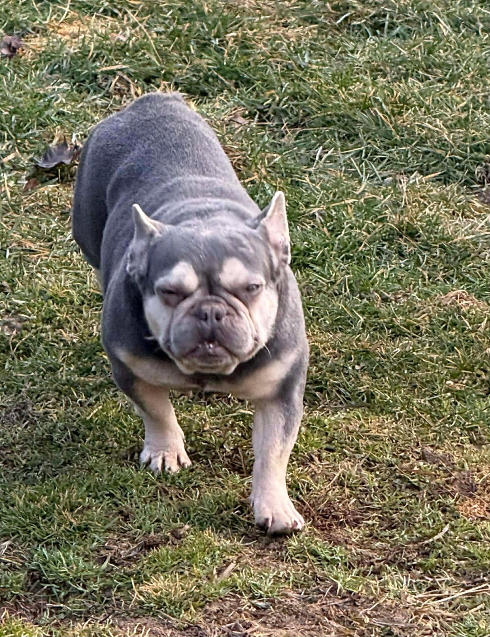 Enlarge Missy, a ADOPTABLE French Bulldog in St. Clairsville, OH image 1/4