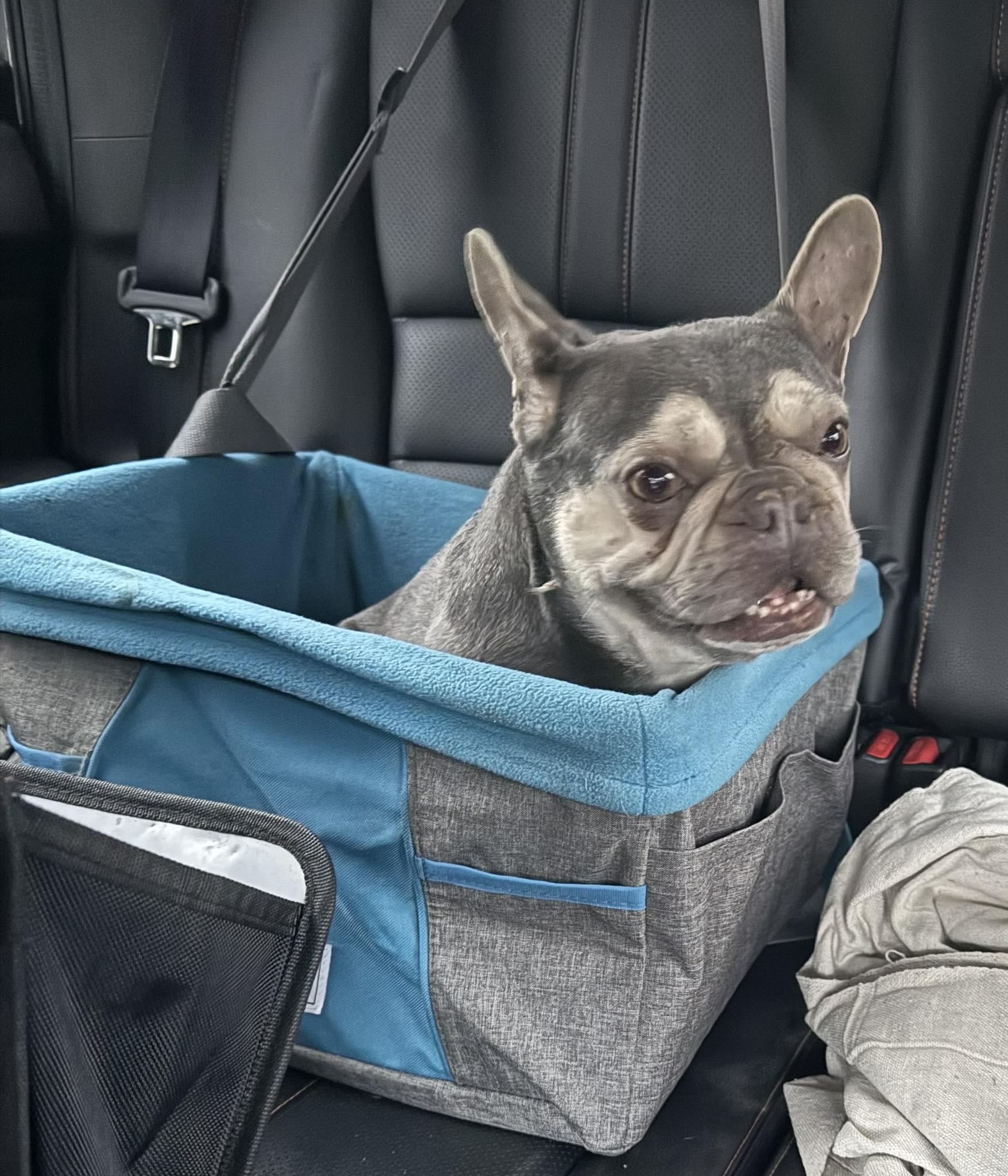 Enlarge Missy, a ADOPTABLE French Bulldog in St. Clairsville, OH image 2/4