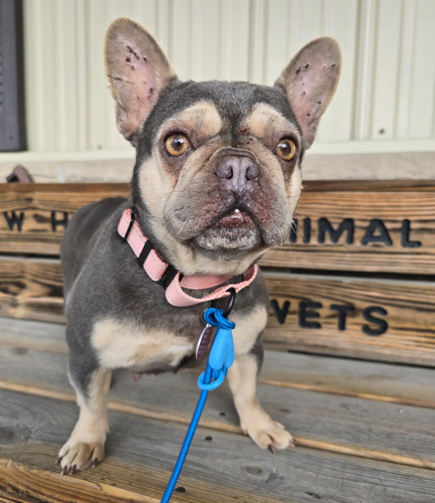 Enlarge Missy, a ADOPTABLE French Bulldog in St. Clairsville, OH image 3/4