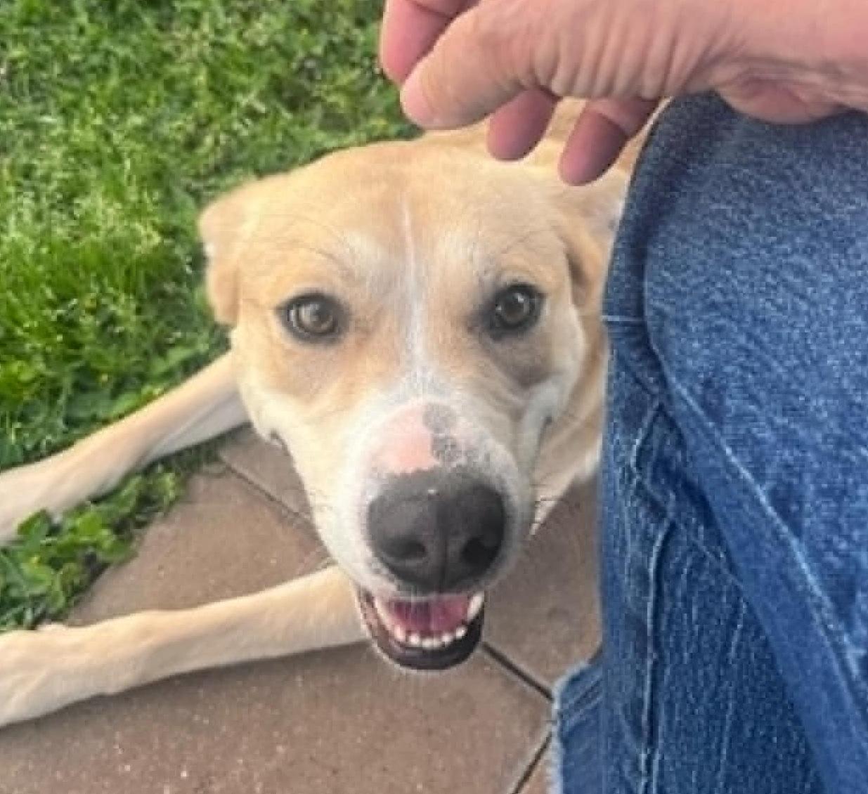 Ollie, ADOPTABLE, Young Male Labrador Retriever & Husky.