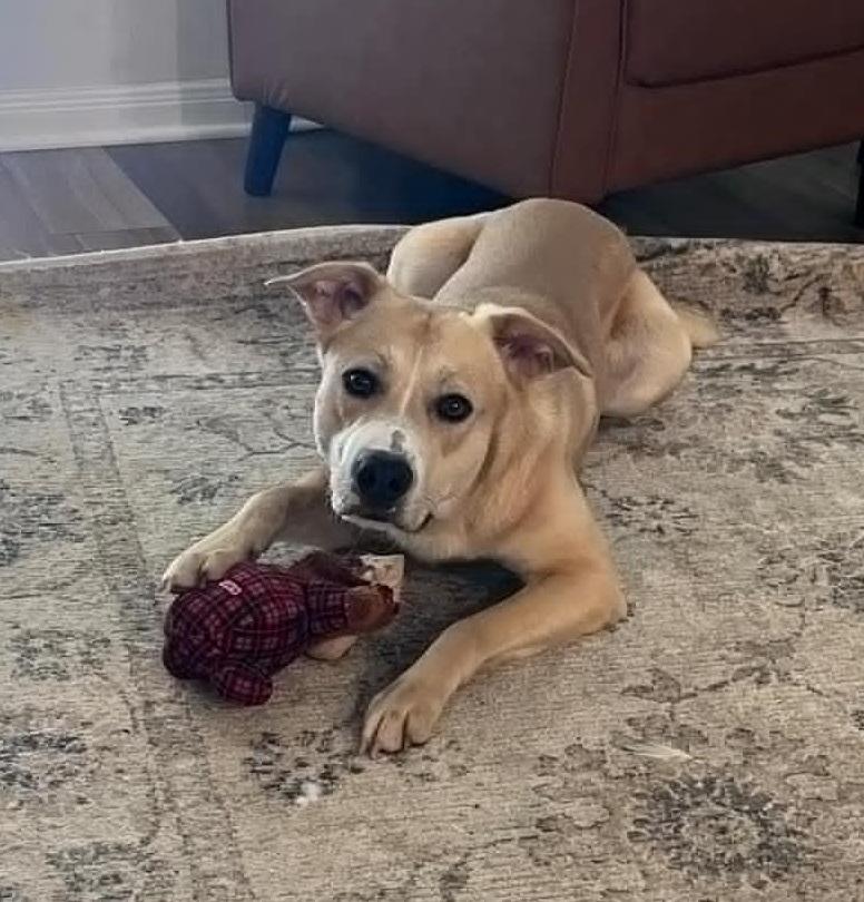 Enlarge Ollie, a ADOPTABLE mixed breed in Temple, TX image 2/4