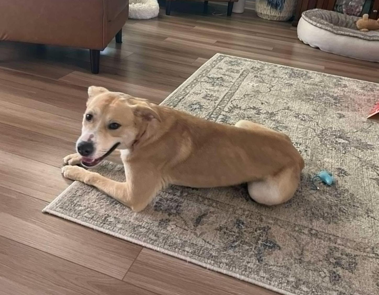 Enlarge Ollie, a ADOPTABLE mixed breed in Temple, TX image 3/4