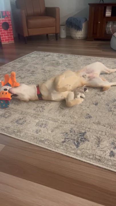 Enlarge Ollie, a ADOPTABLE mixed breed in Temple, TX video 4/4
