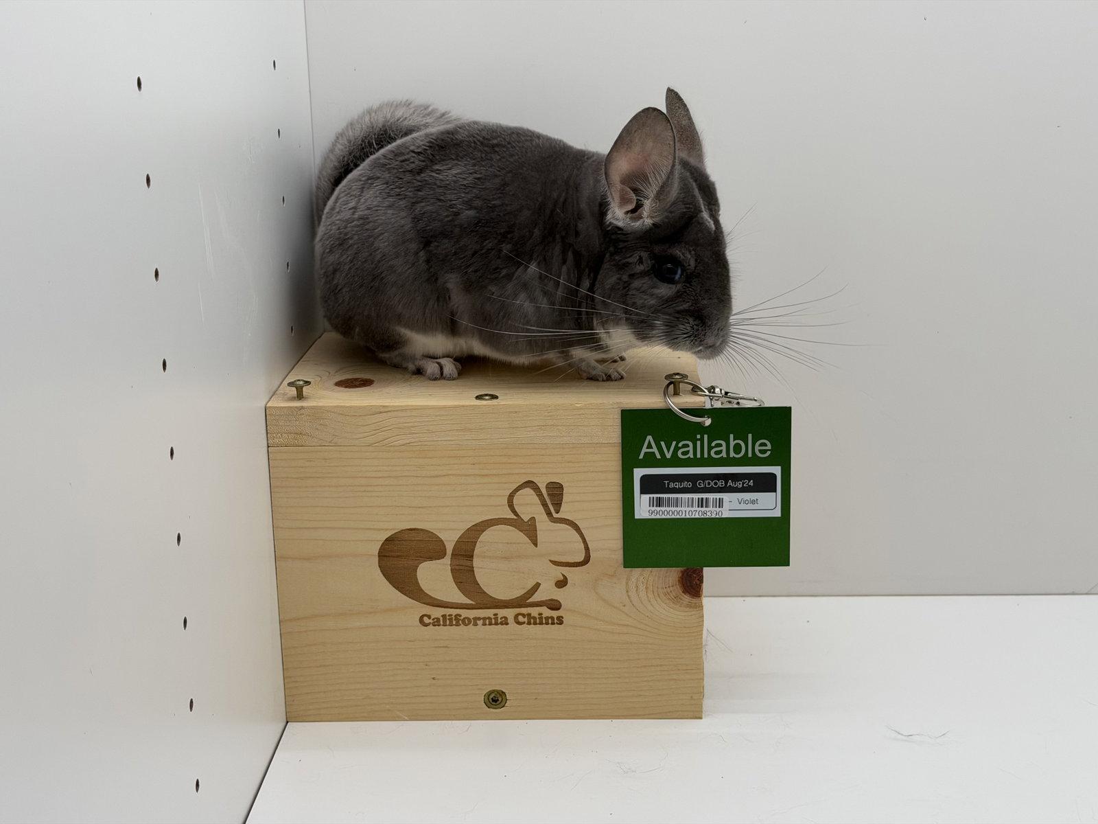 Taquito, Adoptable, Young Female Chinchilla.
