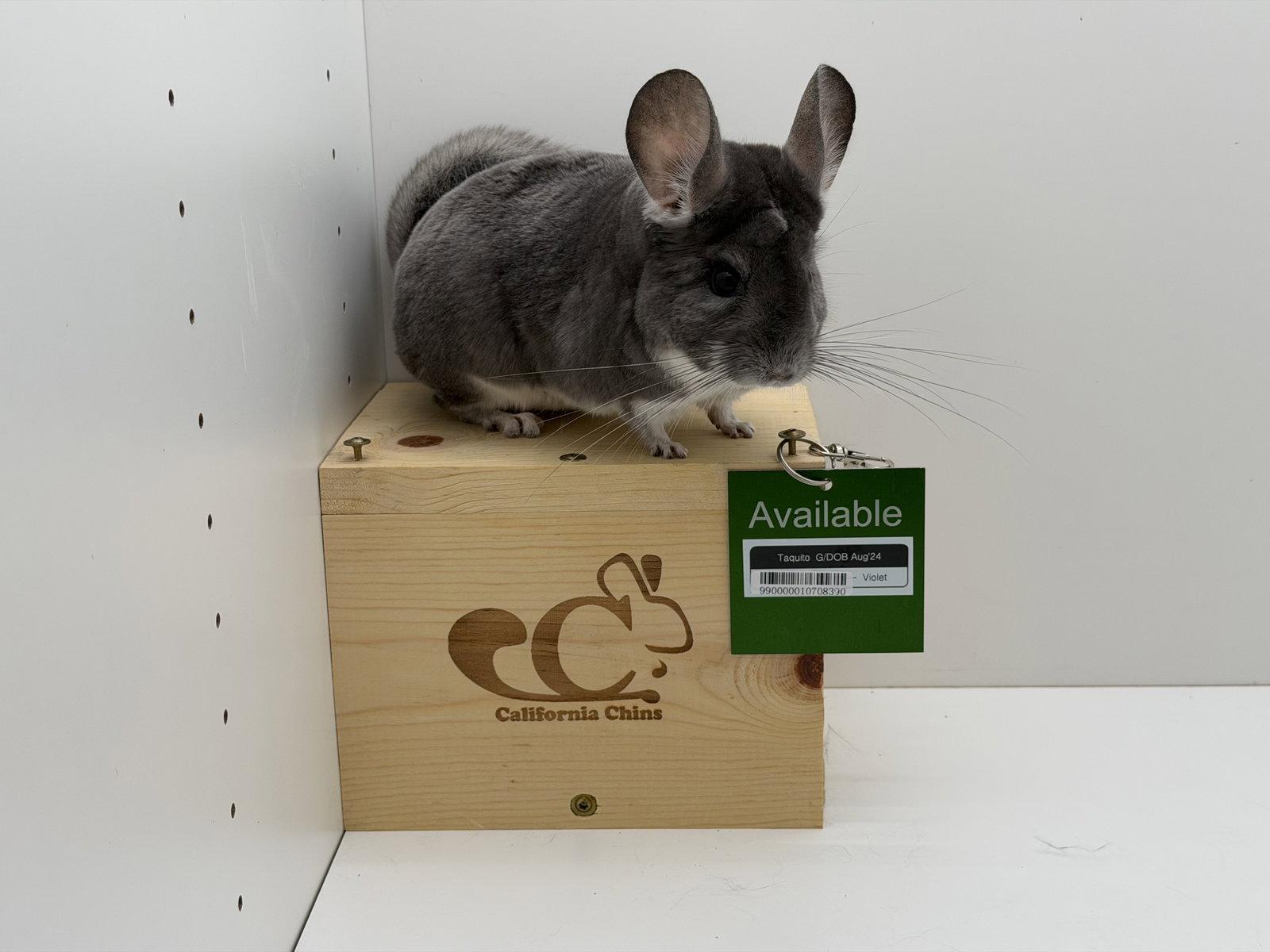 Enlarge Taquito, a Adoptable Chinchilla in Sunnyvale, CA image 2/3