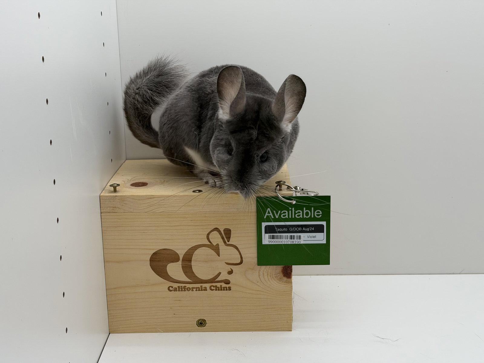 Enlarge Taquito, a Adoptable Chinchilla in Sunnyvale, CA image 3/3