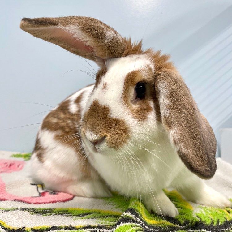 Merida, a Adoptable mixed breed in Edgewood, MD image 1/8