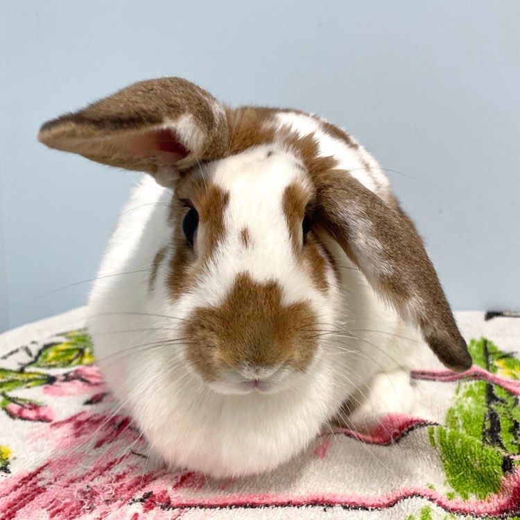 Merida, a Adoptable mixed breed in Edgewood, MD image 2/8