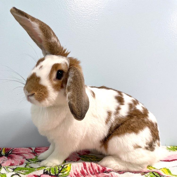 Merida, a Adoptable mixed breed in Edgewood, MD image 3/8