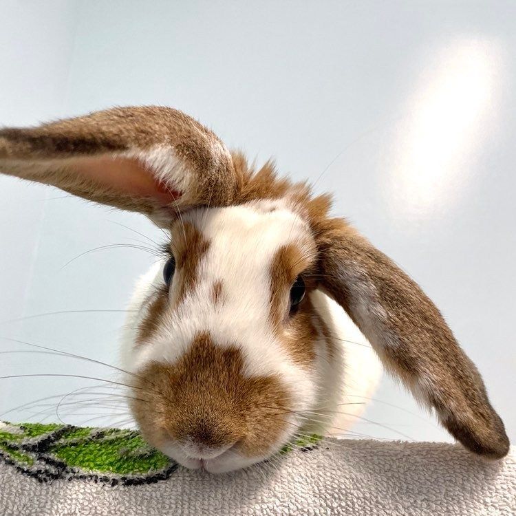 Merida, a Adoptable mixed breed in Edgewood, MD image 4/8