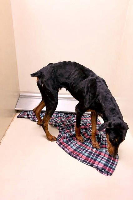 Zelda, Adoptable, Young Female Doberman Pinscher.