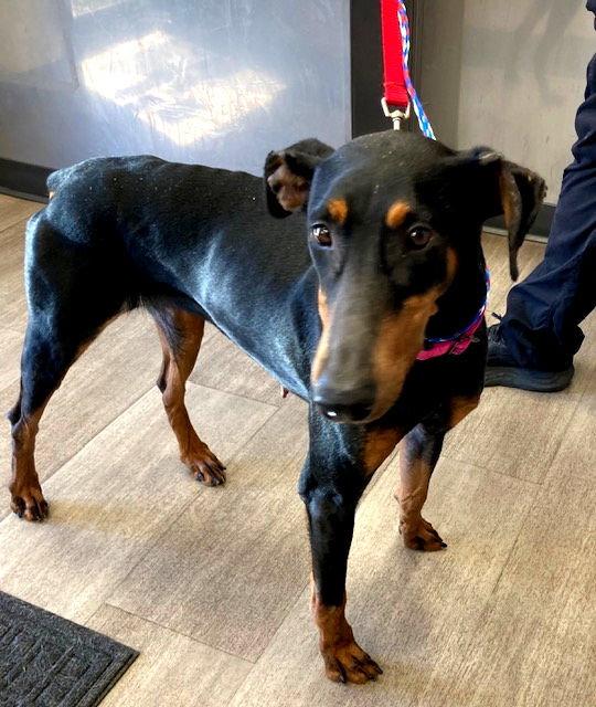 Enlarge Zelda, a Adoptable Doberman Pinscher in Omaha, NE image 2/3