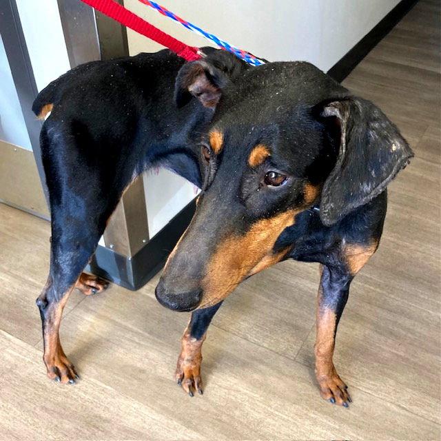 Enlarge Zelda, a Adoptable Doberman Pinscher in Omaha, NE image 3/3