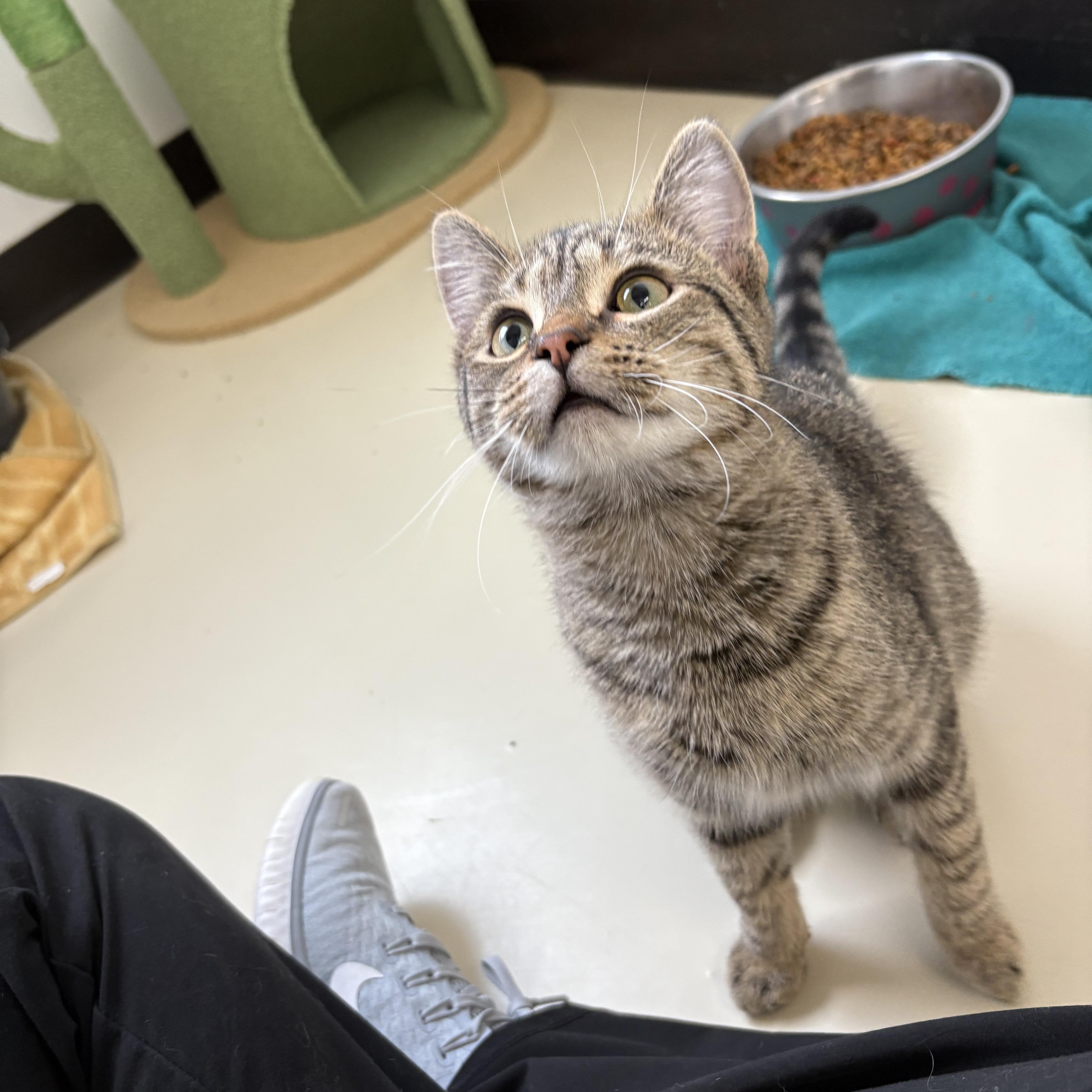 Enlarge Sunny, an adopted Domestic Short Hair in Black River Falls, WI image 1/1