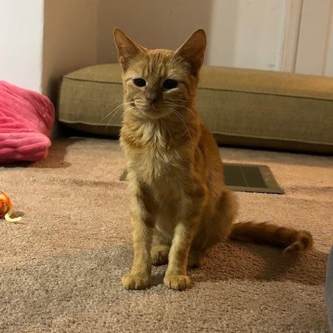 Quibbler, Adoptable, Adult Female Domestic Short Hair.