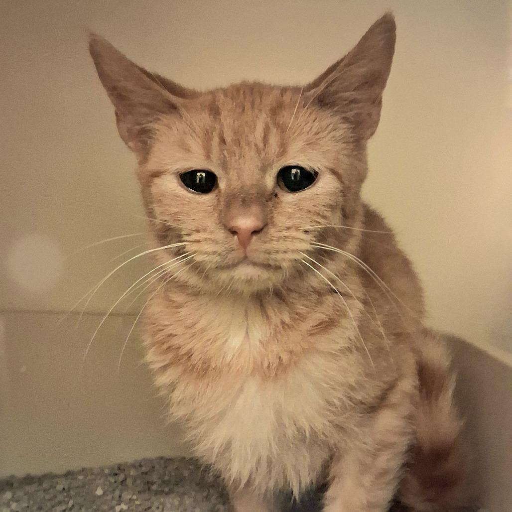 Enlarge Quibbler, a Adoptable Domestic Short Hair in Dayton, OH image 2/6