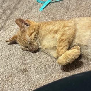 Enlarge Quibbler, a Adoptable Domestic Short Hair in Dayton, OH image 4/6