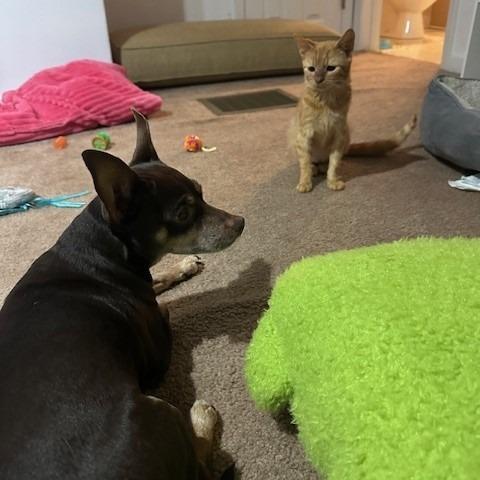 Enlarge Quibbler, a Adoptable Domestic Short Hair in Dayton, OH image 5/6