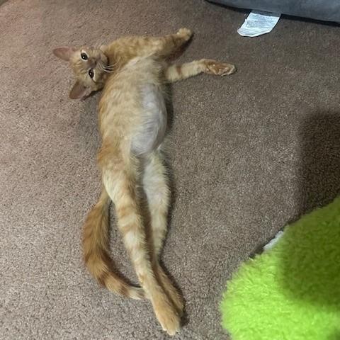 Enlarge Quibbler, a Adoptable Domestic Short Hair in Dayton, OH image 6/6