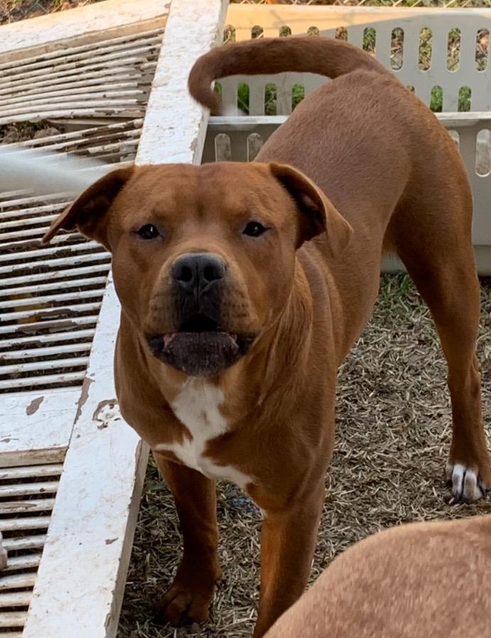 Enlarge Lil man, a ADOPTABLE mixed breed in Lexington, MS image 1/1
