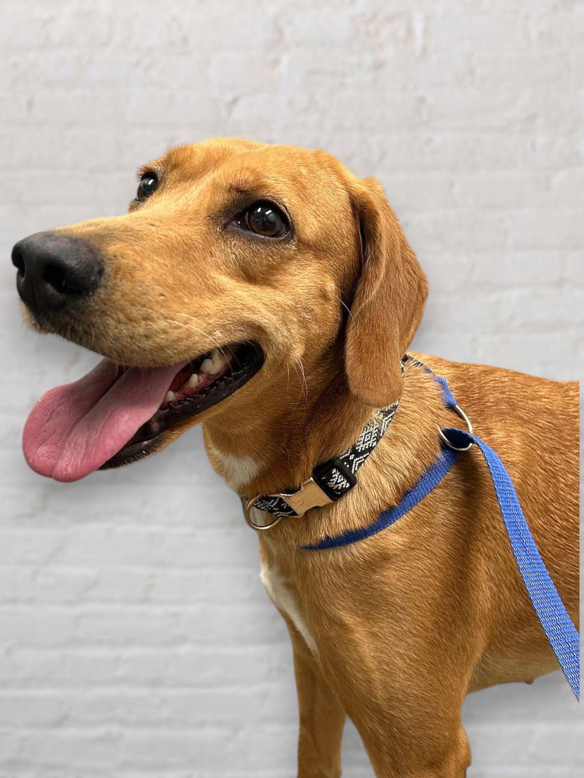 Honey, Adoptable, Adult Female Hound.