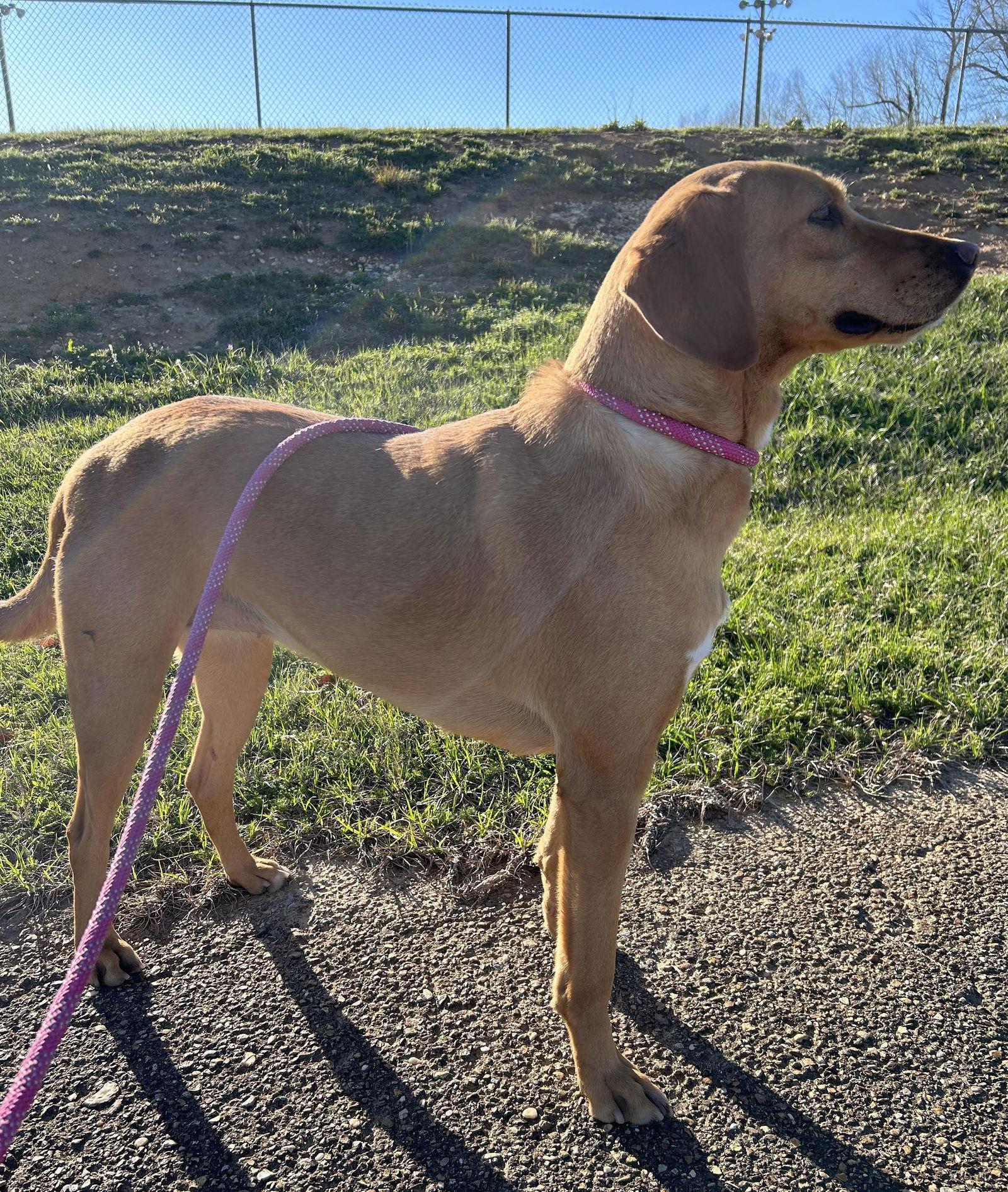 Enlarge Honey, a Adoptable Hound in Monticello, MS image 2/3