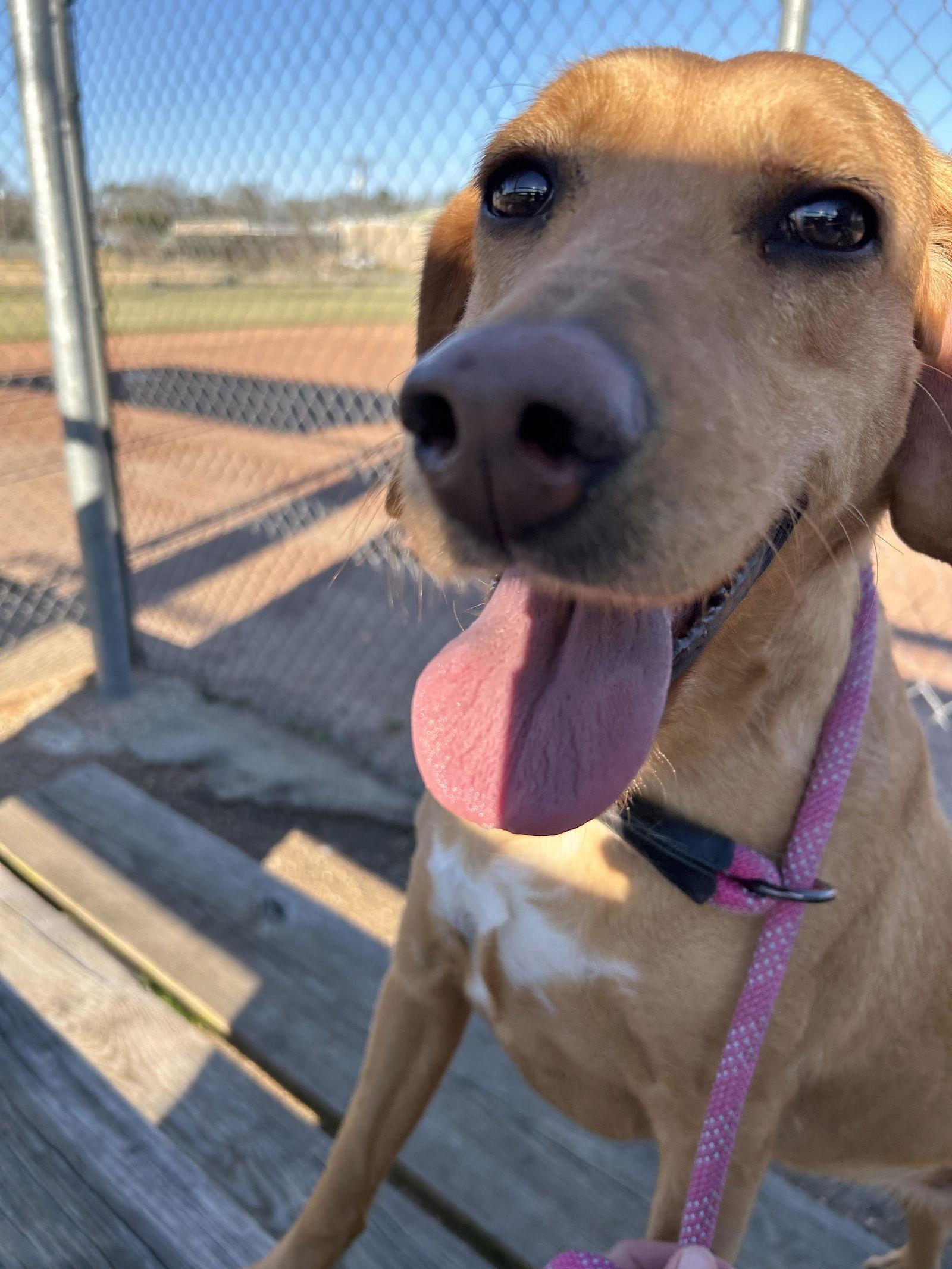 Enlarge Honey, a Adoptable Hound in Monticello, MS image 3/3