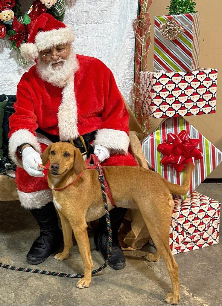 Enlarge Honey, a Adoptable Hound in Monticello, MS image 2/2