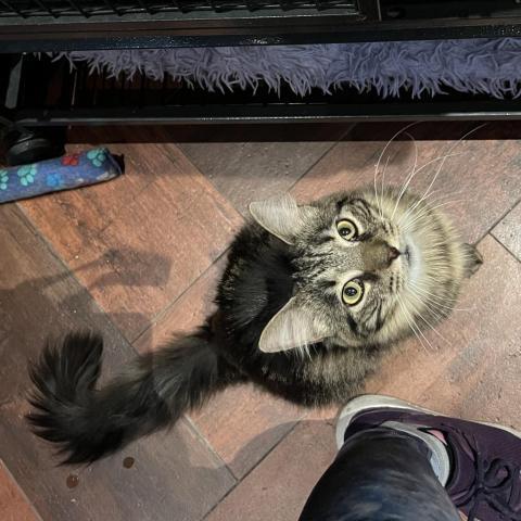 Allen, Adopted, Adult Male Domestic Short Hair.