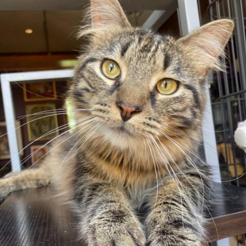 Allen, a Adopted Domestic Short Hair in Davie, FL image 2/3