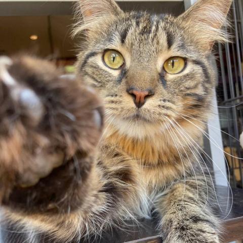 Allen, Adopted, Adult Male Domestic Short Hair.