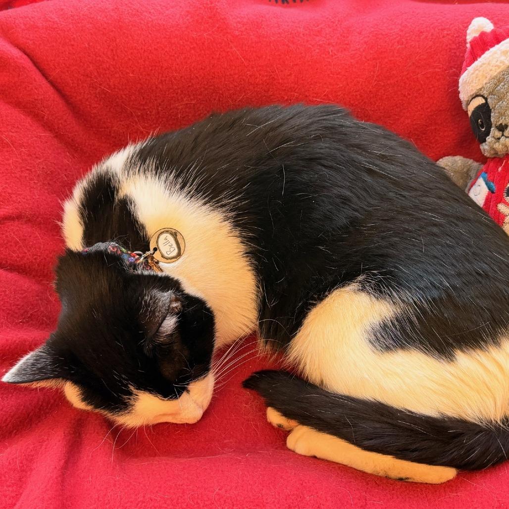 Bella, Adoptable, Adult Female Domestic Short Hair.