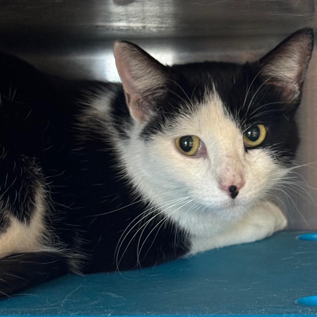 Enlarge Bella, a Adoptable Domestic Short Hair in Waukesha, WI image 2/4