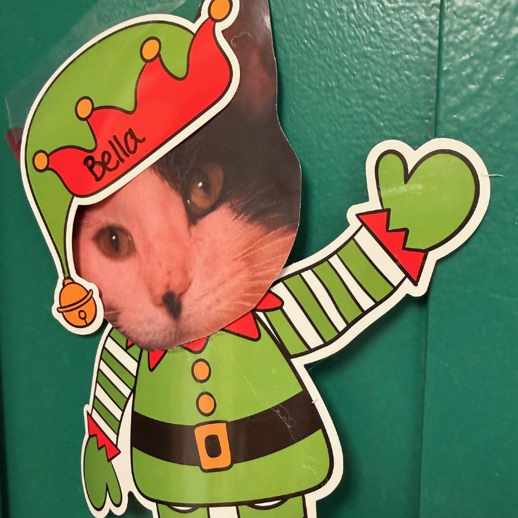 Enlarge Bella, a Adoptable Domestic Short Hair in Waukesha, WI image 3/4