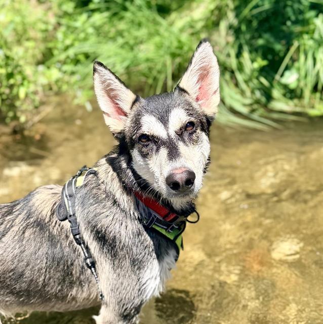 BANDIT, Adoptable, Young Female Husky.