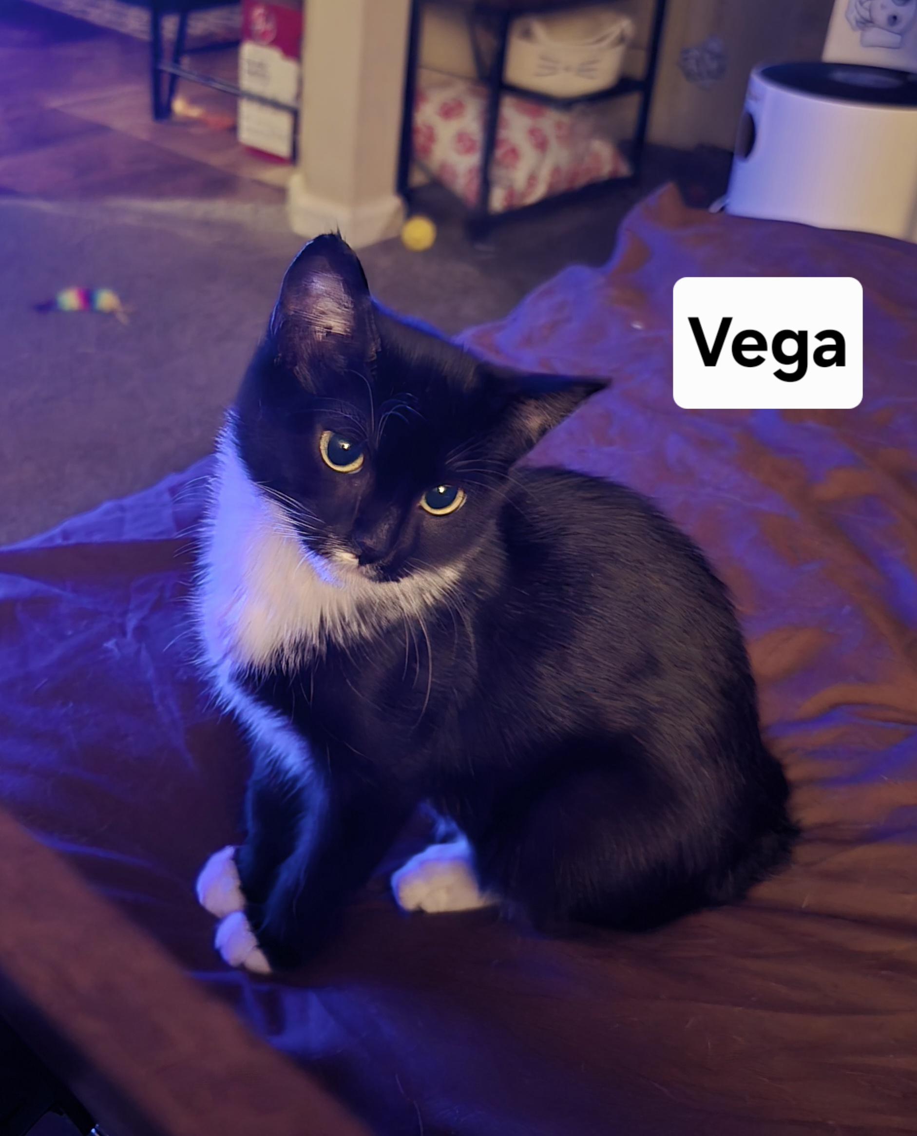 Vega
