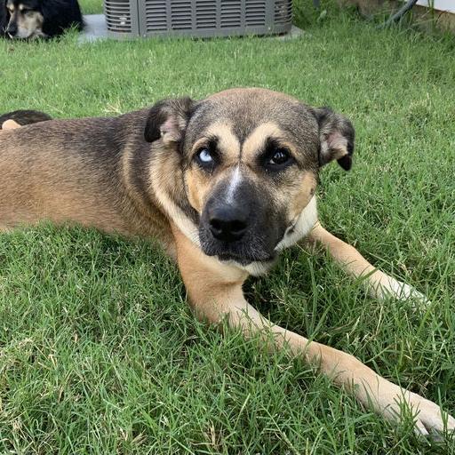Finnegan, a Adoptable Mixed Breed in Bentonville, AR image 1/6