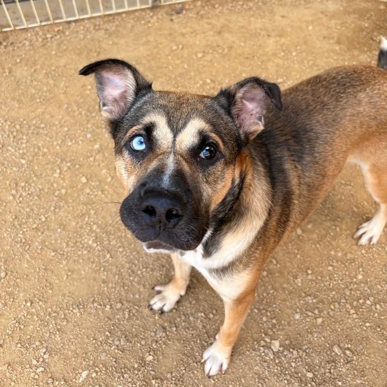 Enlarge Finnegan, a Adoptable Mixed Breed in Bentonville, AR image 1/2