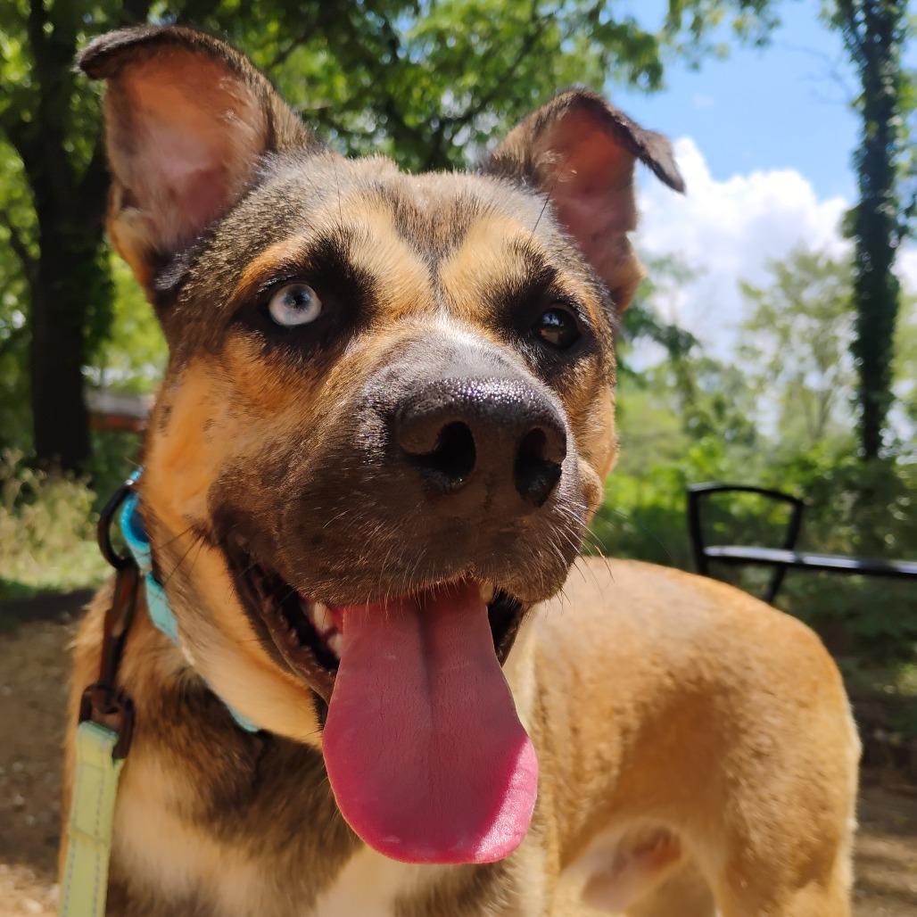 Enlarge Finnegan, a Adoptable Mixed Breed in Bentonville, AR image 2/2