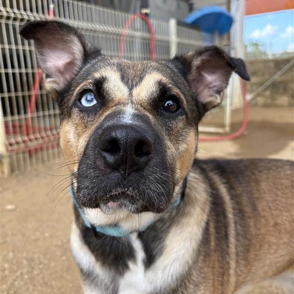 Finnegan, a Adoptable Mixed Breed in Bentonville, AR image 4/6