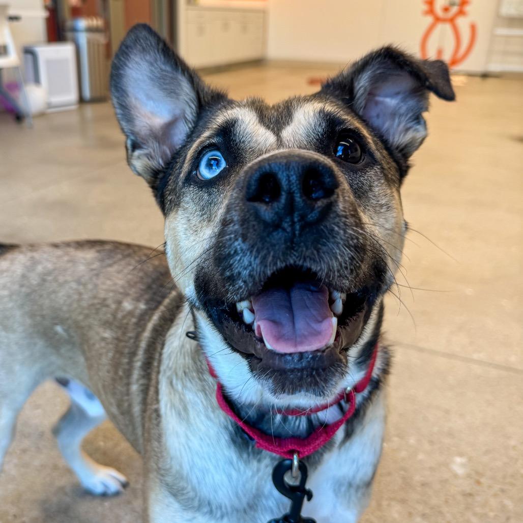Enlarge Finnegan, a Adoptable Mixed Breed in Bentonville, AR image 4/6