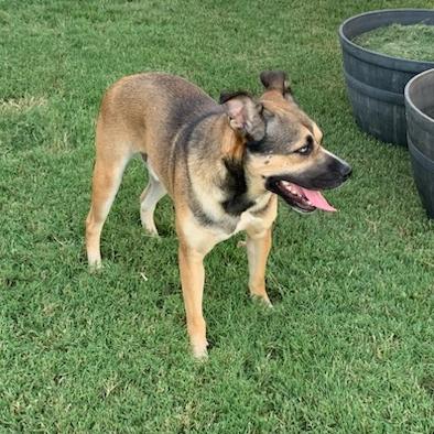 Finnegan, a Adoptable Mixed Breed in Bentonville, AR image 5/6