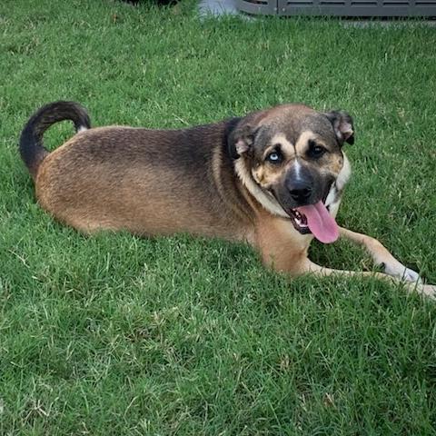 Finnegan, a Adoptable Mixed Breed in Bentonville, AR image 6/6