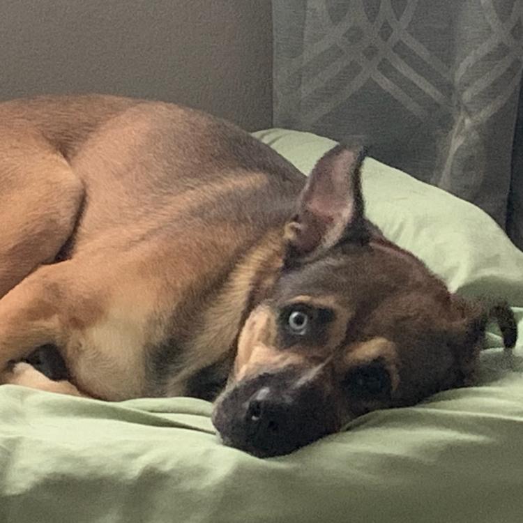 Enlarge Finnegan, a Adoptable Mixed Breed in Bentonville, AR image 6/6