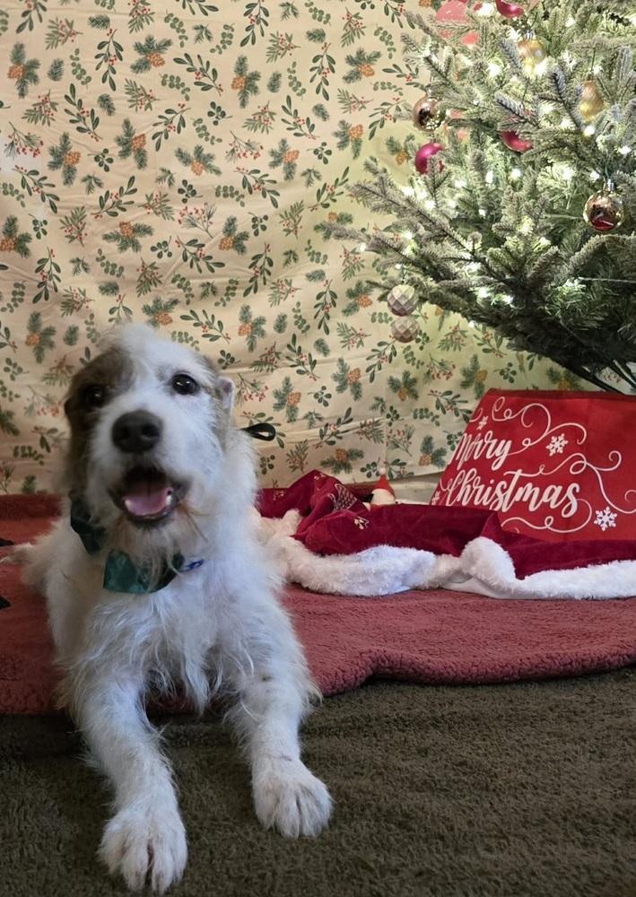 Gizmo, Adoptable, Young Male Parson Russell Terrier & Terrier.